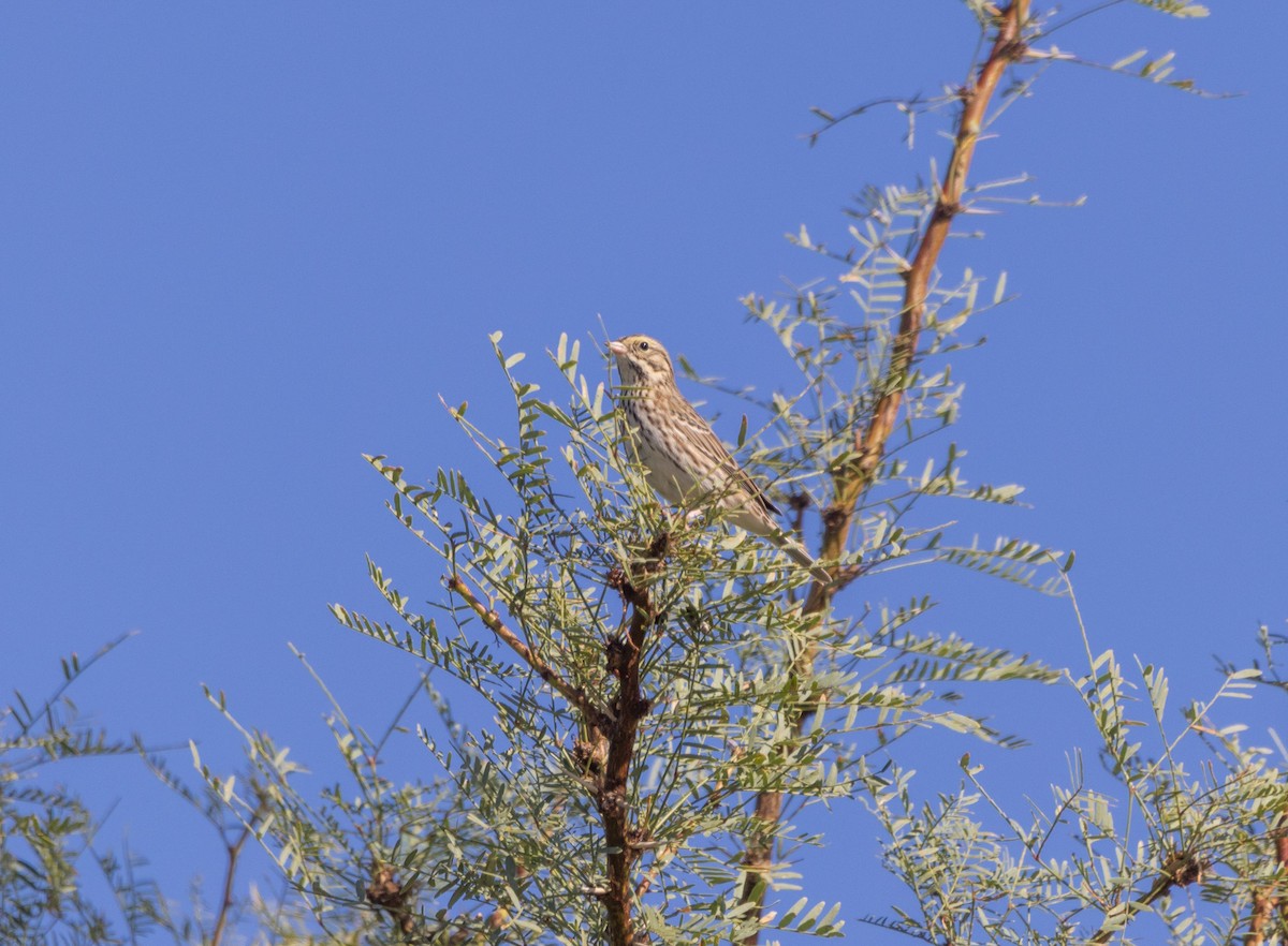 Savannah Sparrow - ML642121623