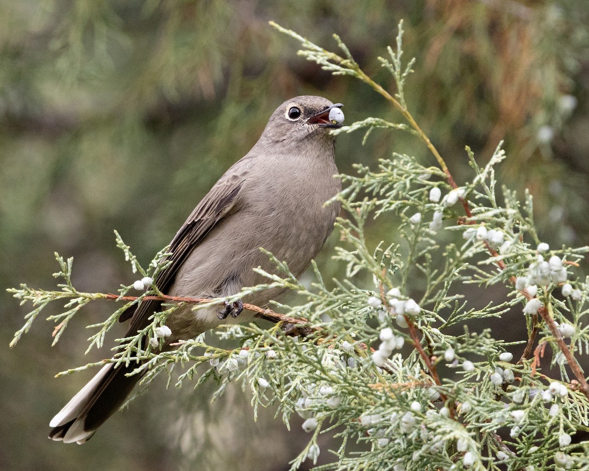 Townsend's Solitaire - ML642121624