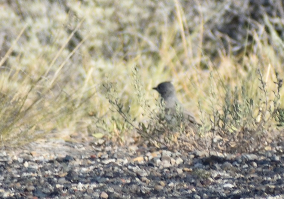 Juniper Titmouse - ML642121632