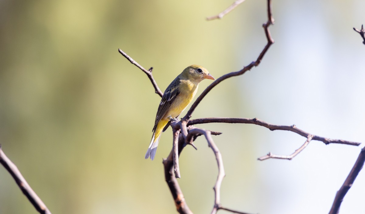 Western Tanager - ML642121633