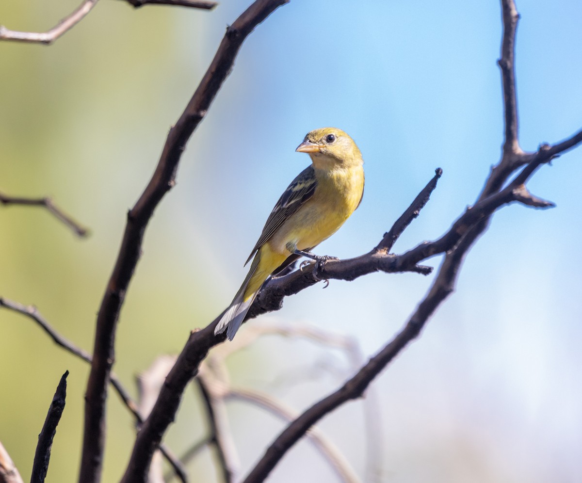 Western Tanager - ML642121634