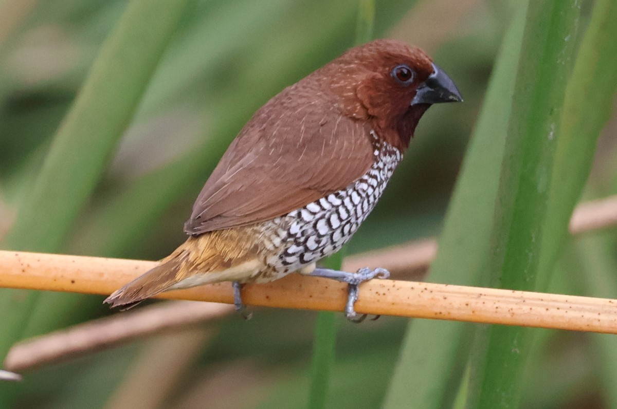 Scaly-breasted Munia - ML642121635