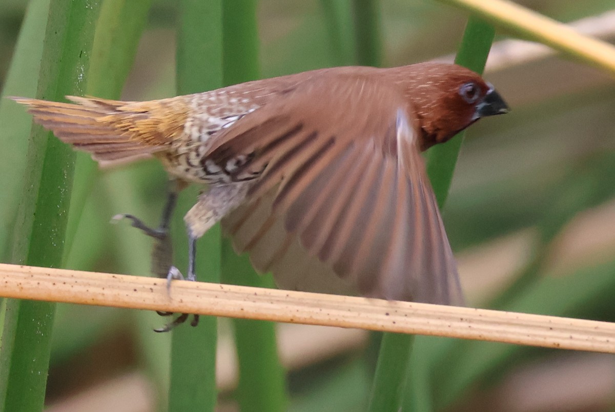 Scaly-breasted Munia - ML642121636