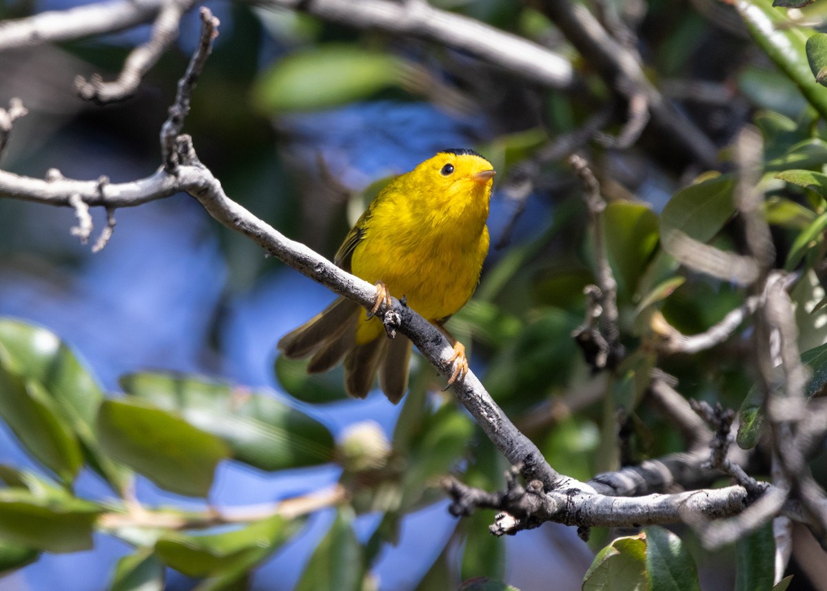 Wilson's Warbler - ML642121637