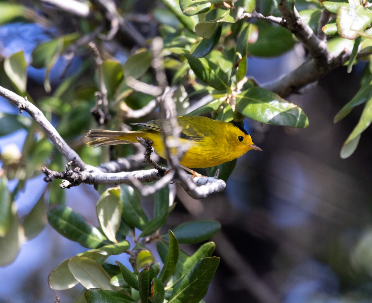 Wilson's Warbler - ML642121638