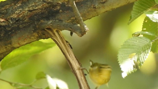 Tennessee Warbler - ML642121639