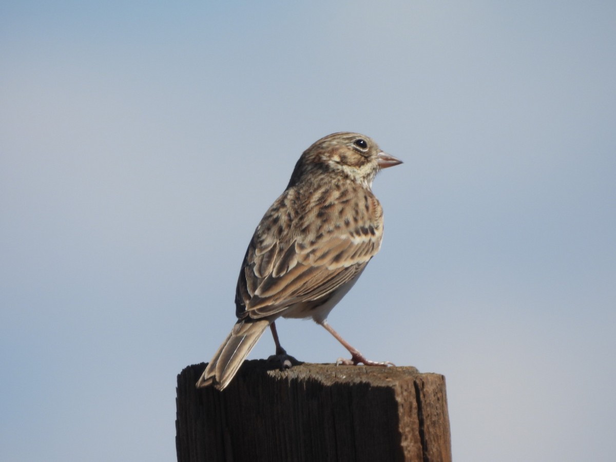 Vesper Sparrow - ML642121641