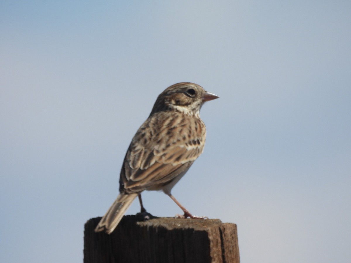 Vesper Sparrow - ML642121642