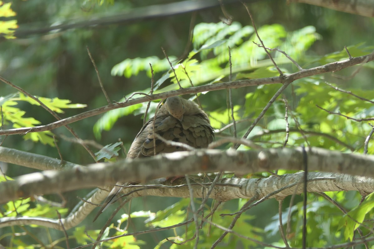 Mourning Dove - ML642121643