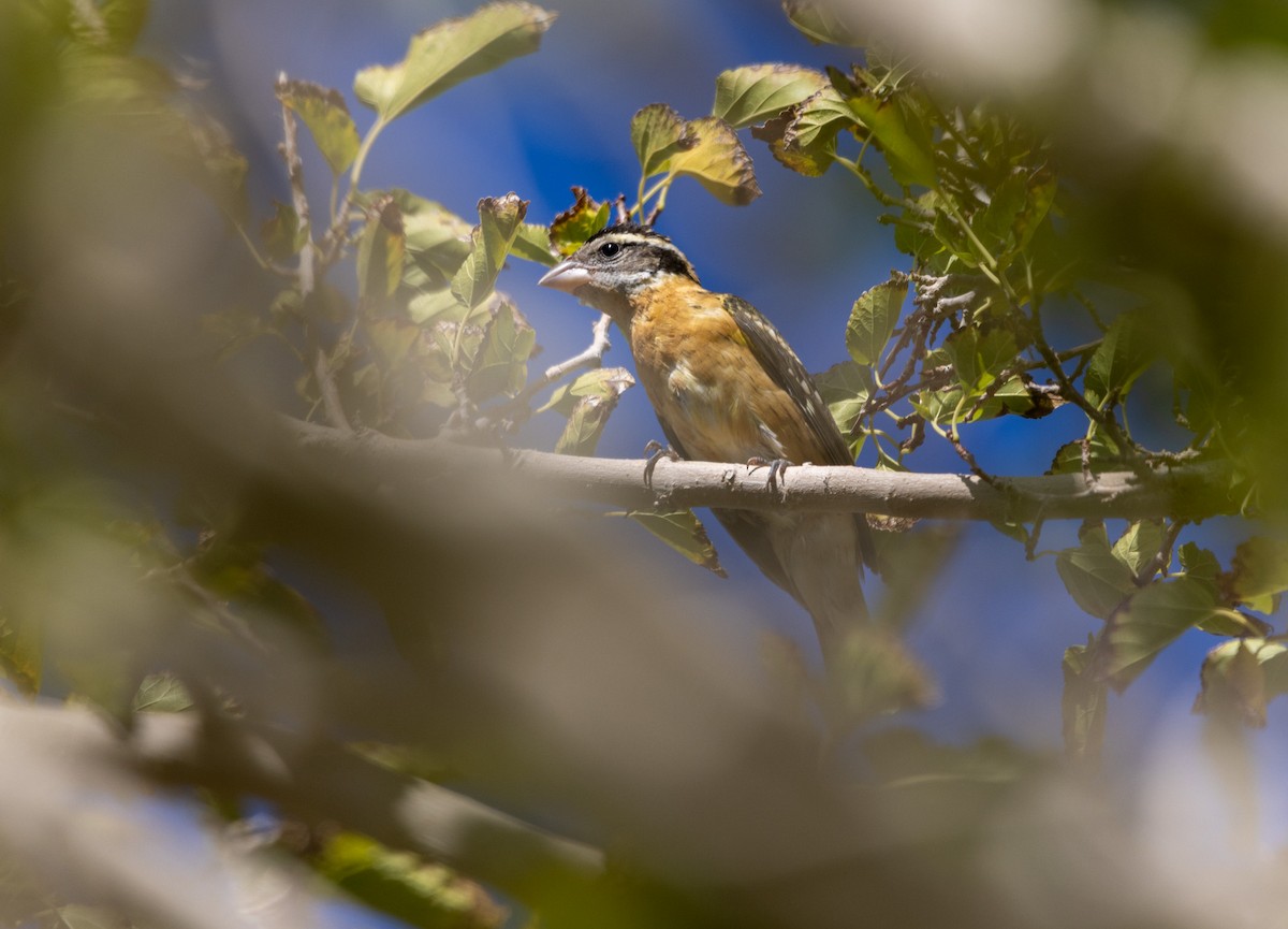 Black-headed Grosbeak - ML642121644