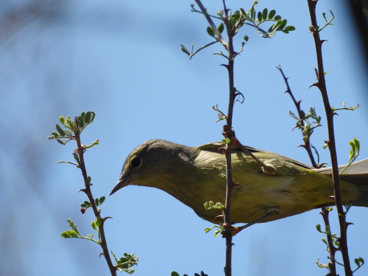 Orange-crowned Warbler - ML642121648