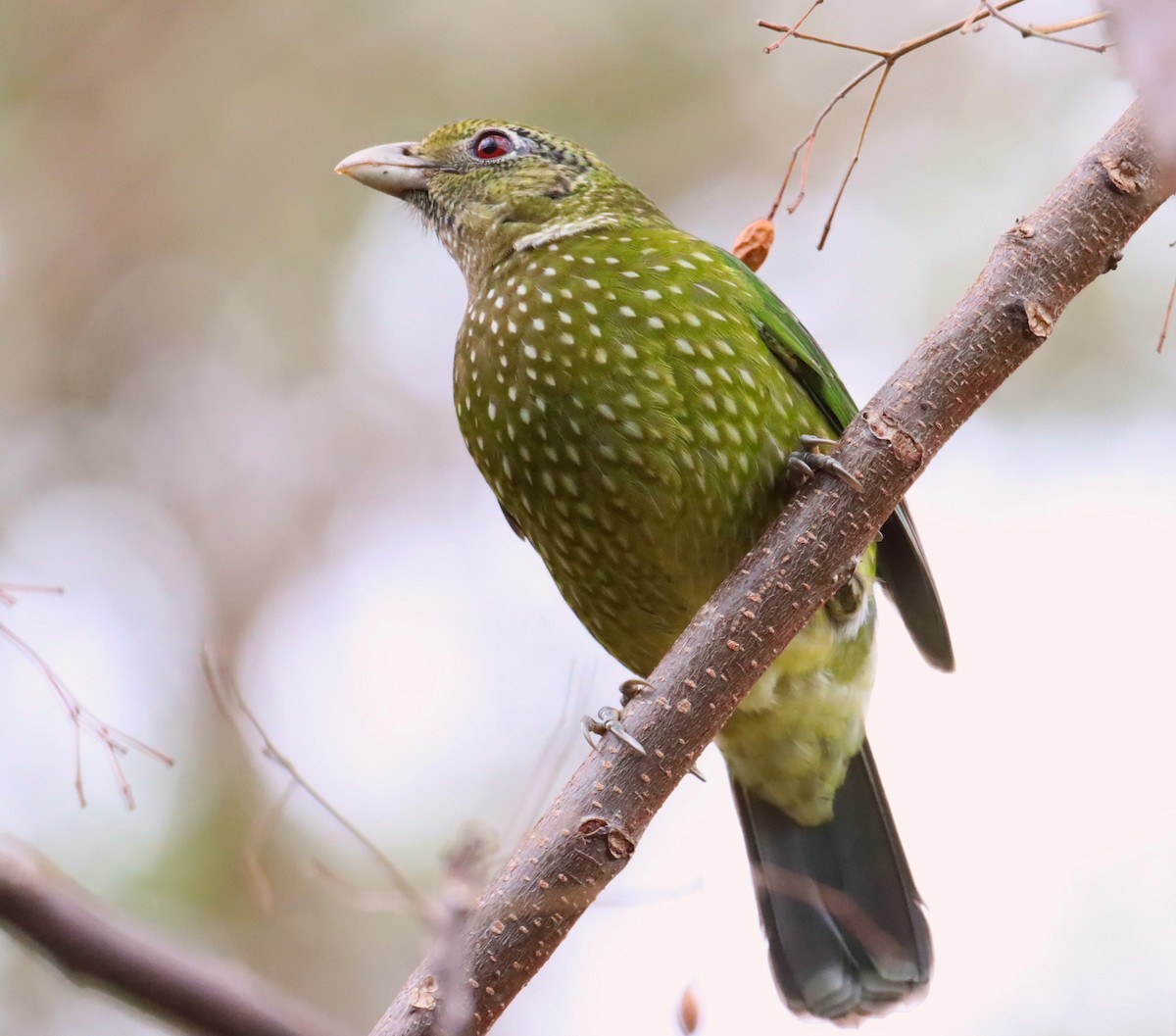Green Catbird - ML642121660
