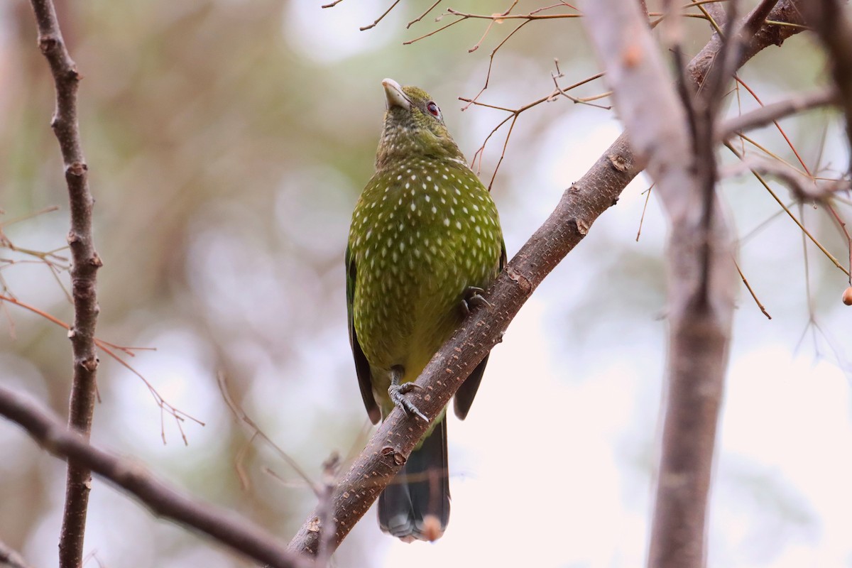 Green Catbird - ML642121661