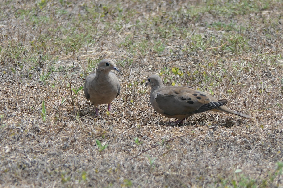 Mourning Dove - ML642121663