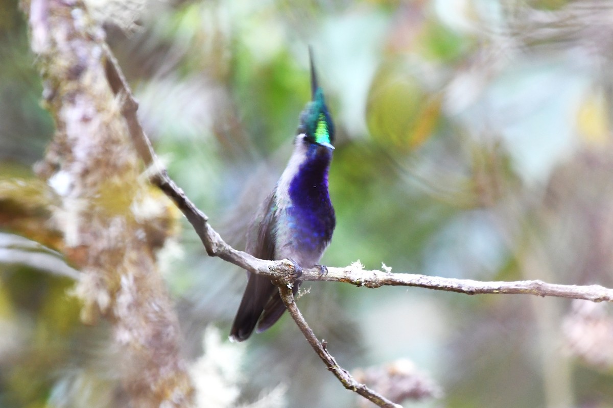 Green-crowned Plovercrest - ML642121666