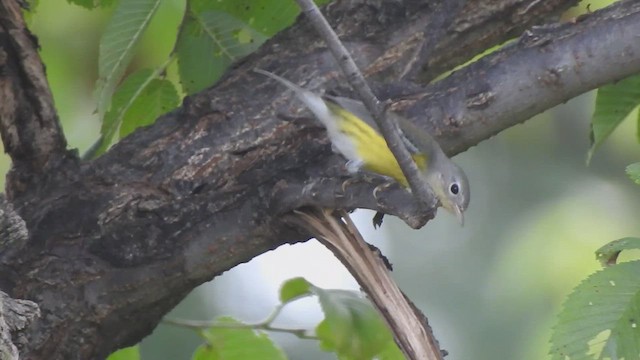 Magnolia Warbler - ML642121668
