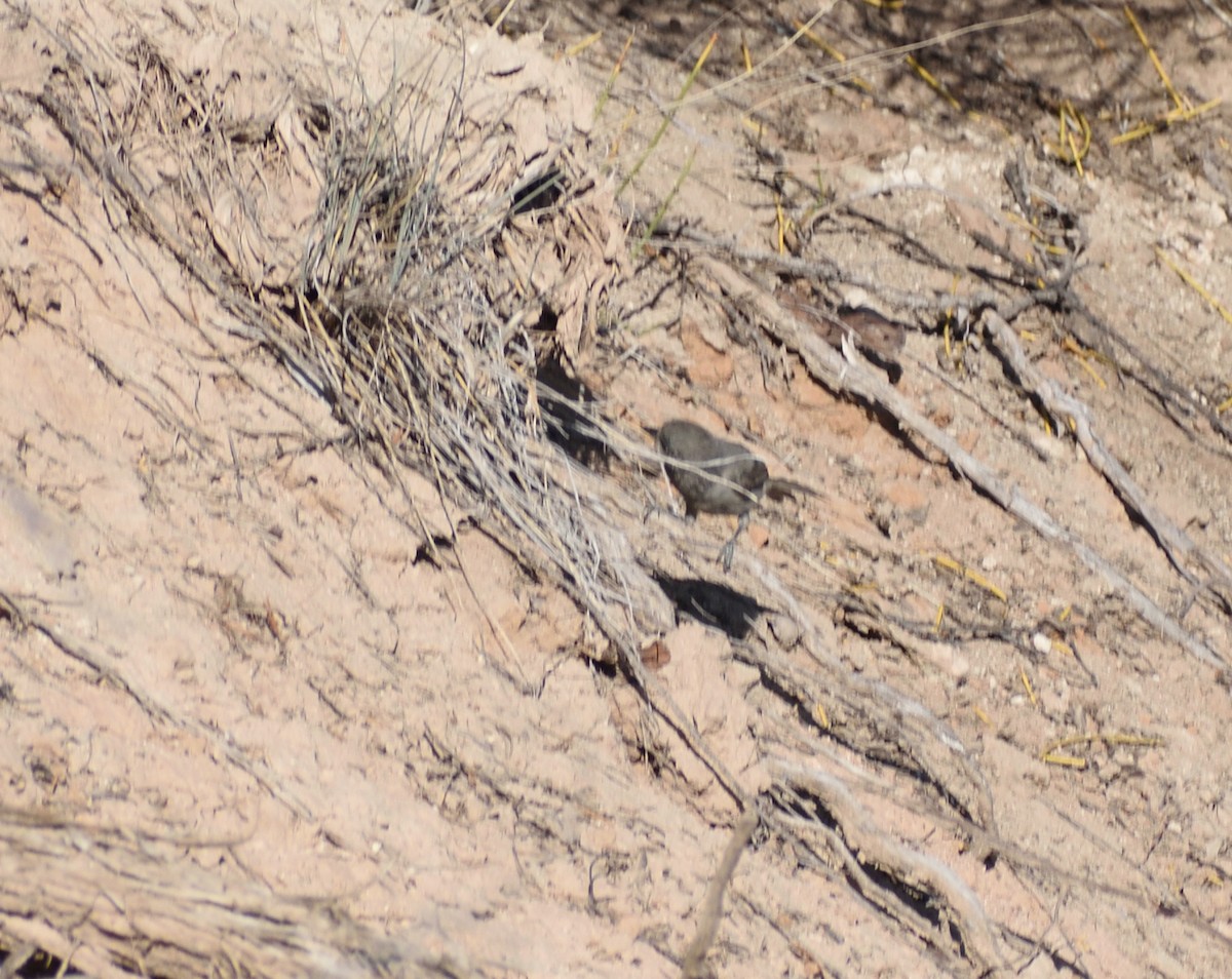 Juniper Titmouse - ML642121670
