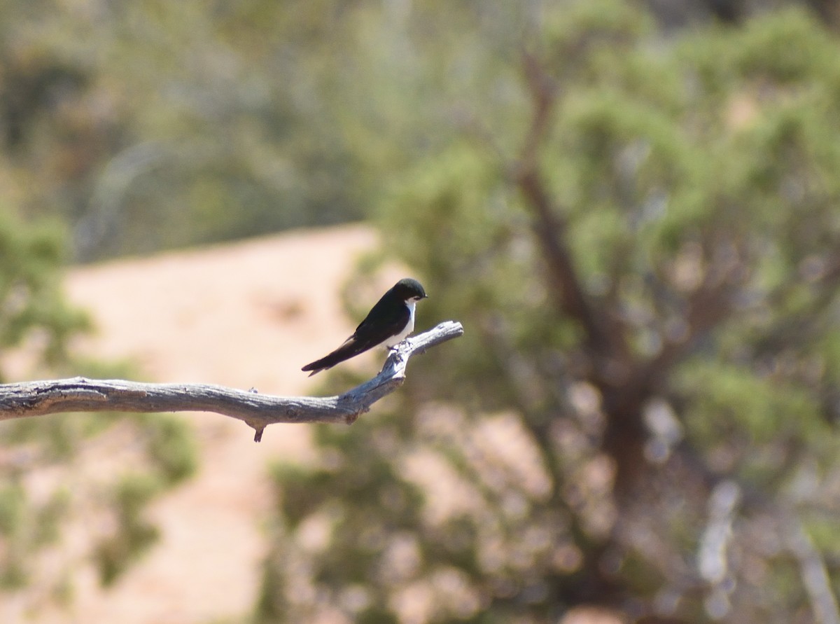 Violet-green Swallow - ML642121672