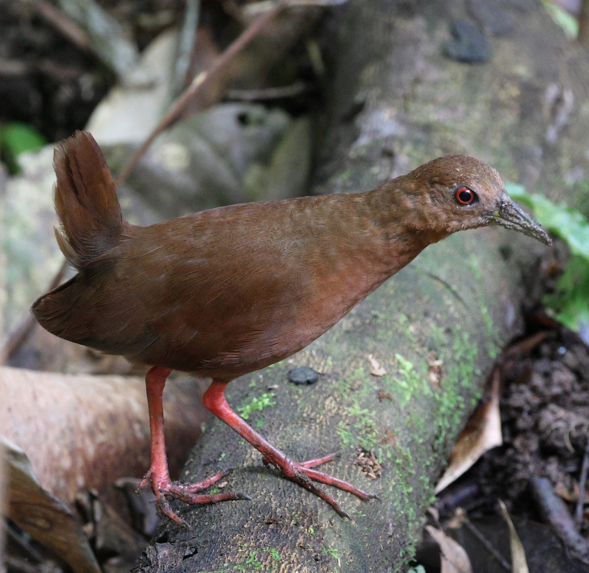 Uniform Crake - ML642121674