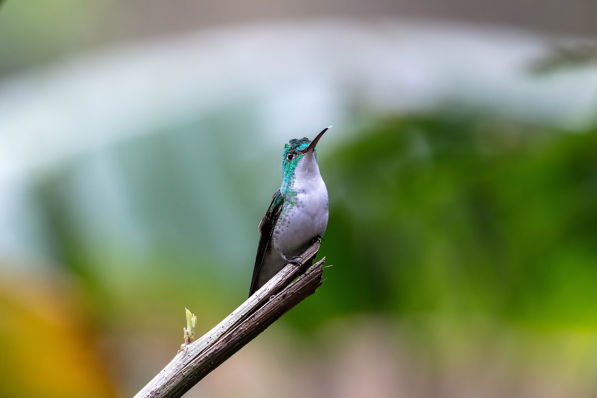 Andean Emerald - ML642121678
