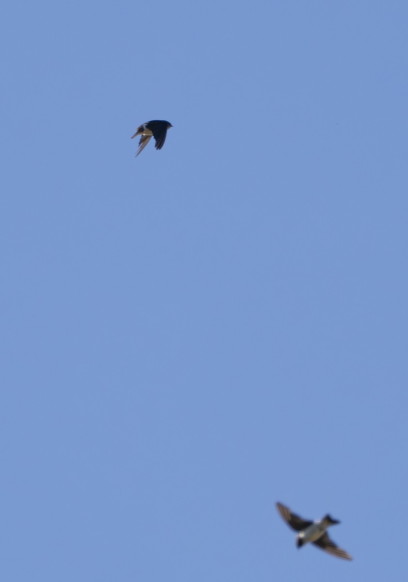 Violet-green Swallow - ML642121679
