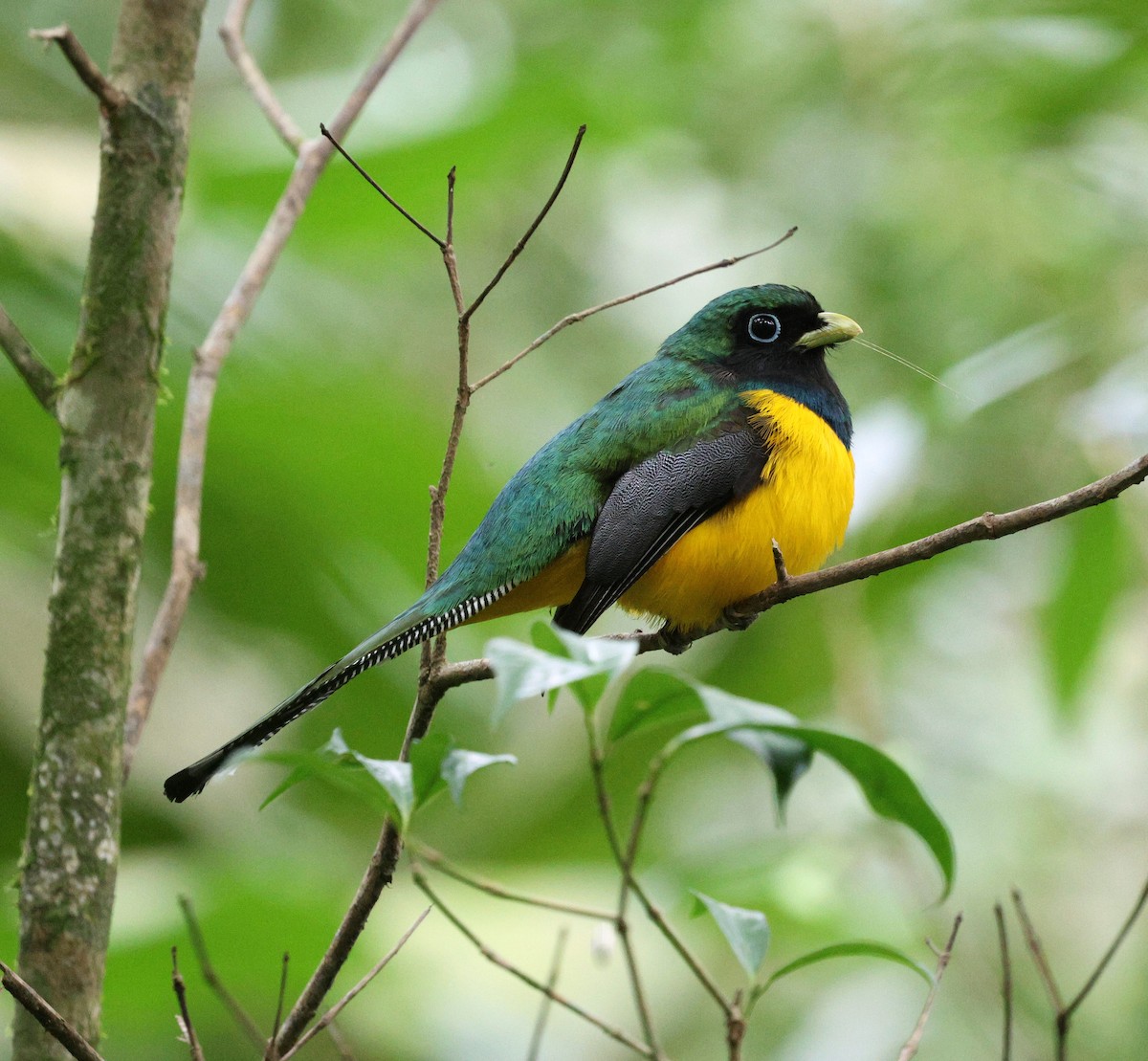 Atlantic Black-throated Trogon - ML642121683
