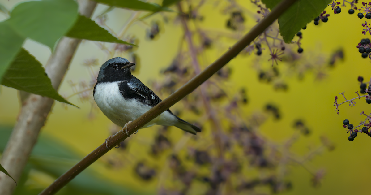Black-throated Blue Warbler - ML642121684