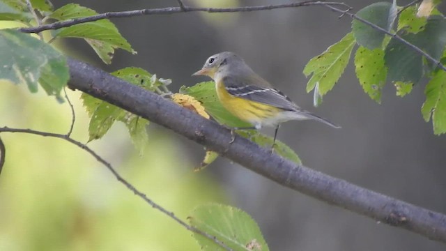 Magnolia Warbler - ML642121688