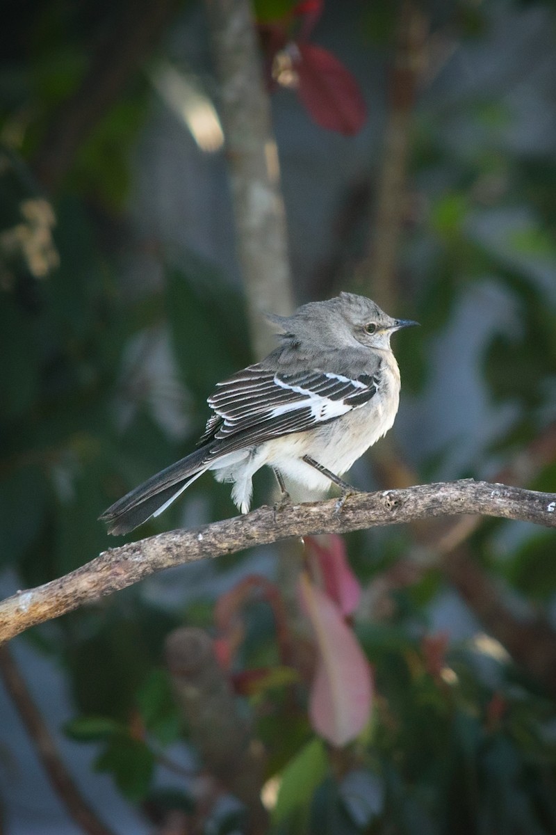Northern Mockingbird - ML642121697