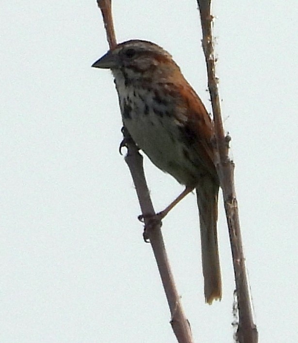 Song Sparrow - ML642121698