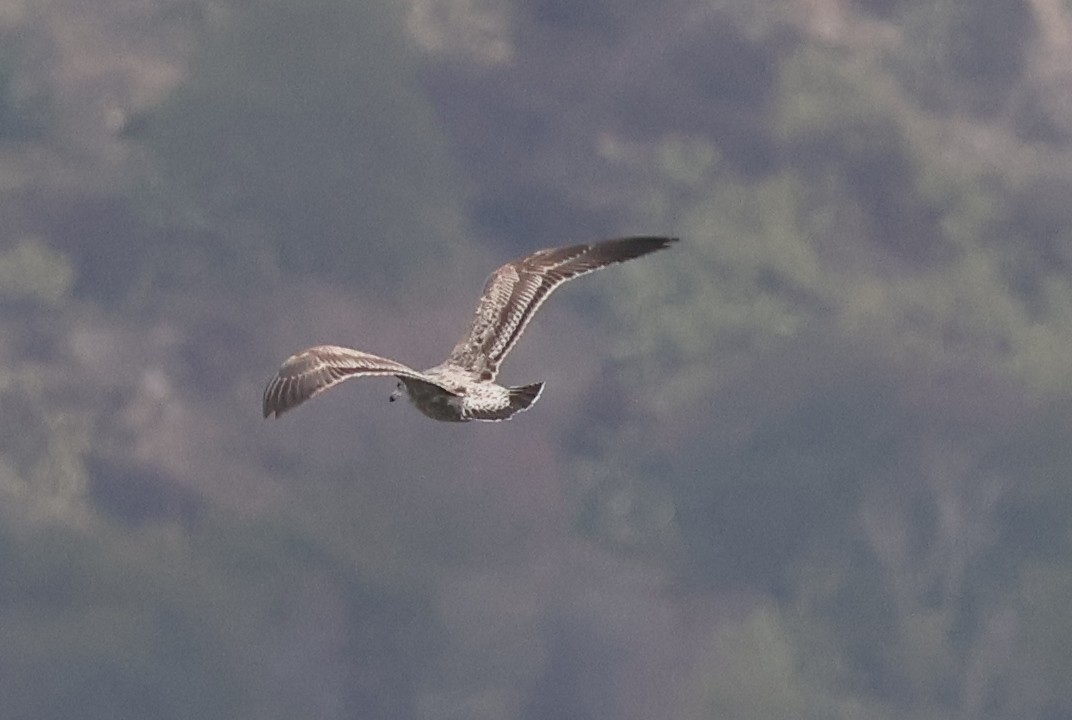 Kaioa sp. - ML642121700