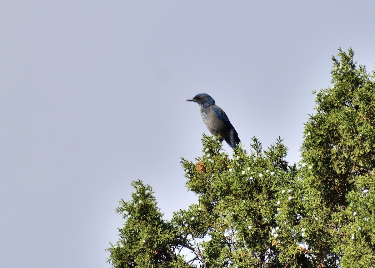 Woodhouse's Scrub-Jay (Woodhouse's) - ML642121706