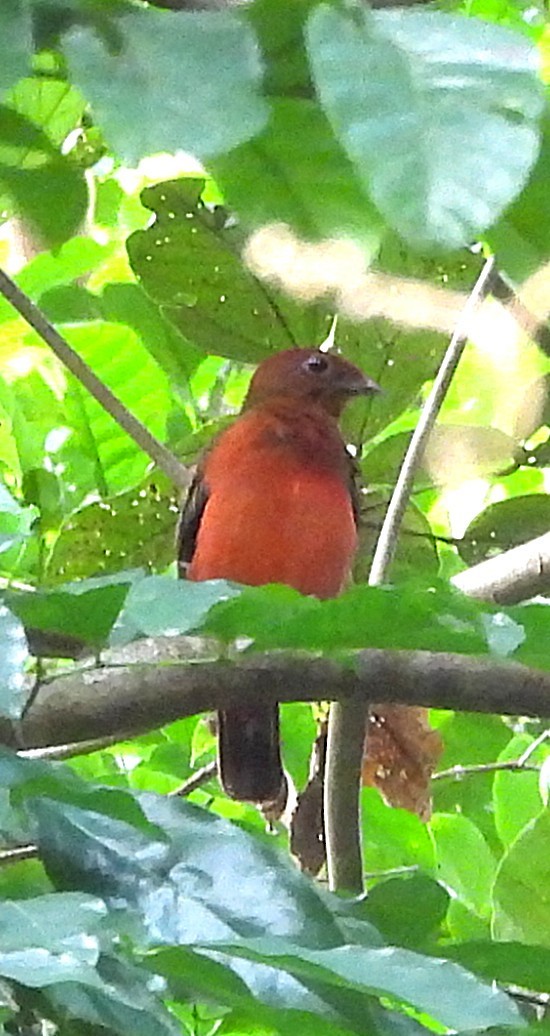Guianan Red-Cotinga - ML642121709