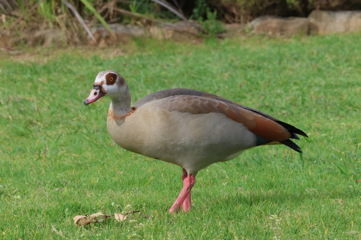 Egyptian Goose - ML642121710