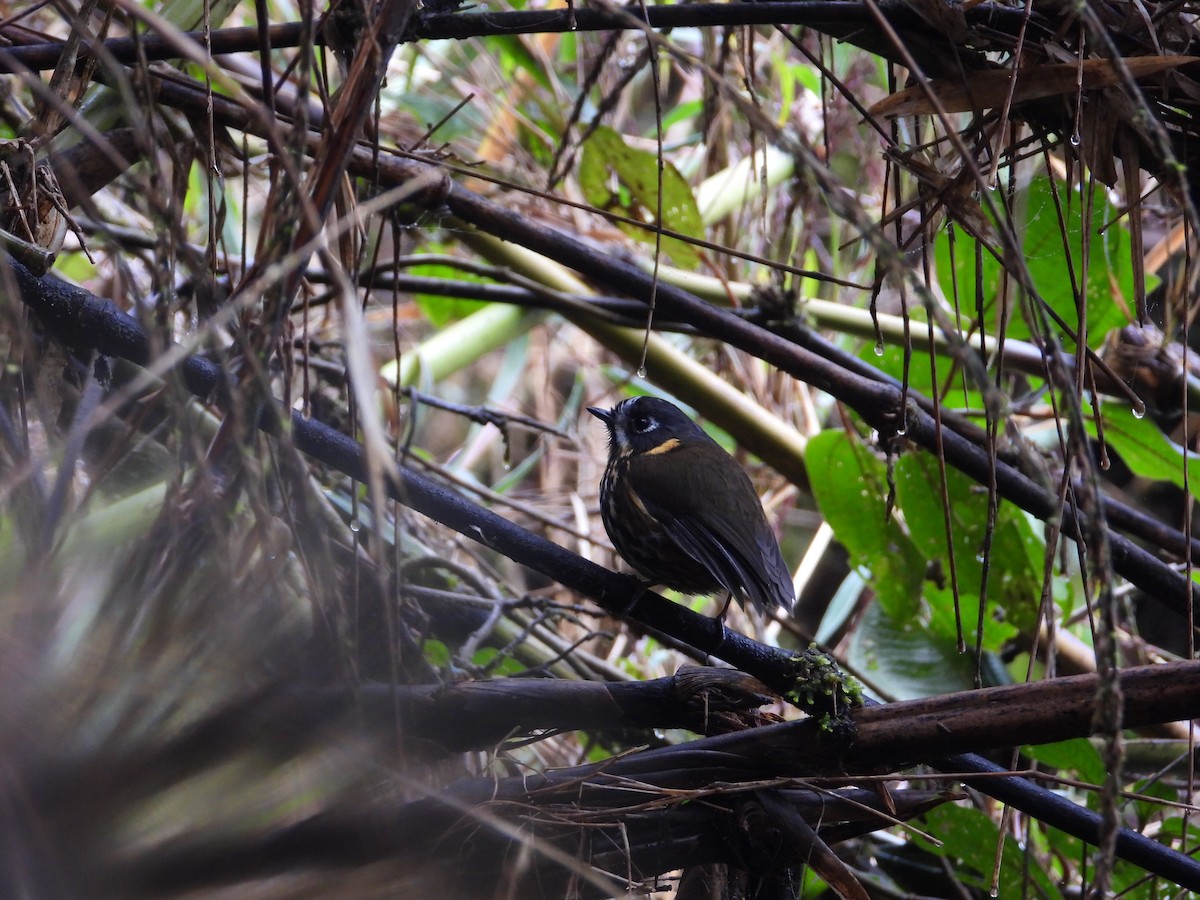 Crescent-faced Antpitta - ML642121713