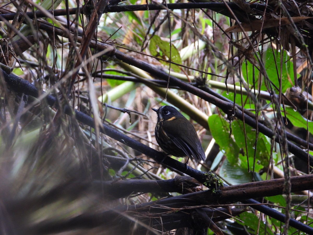 Crescent-faced Antpitta - ML642121714
