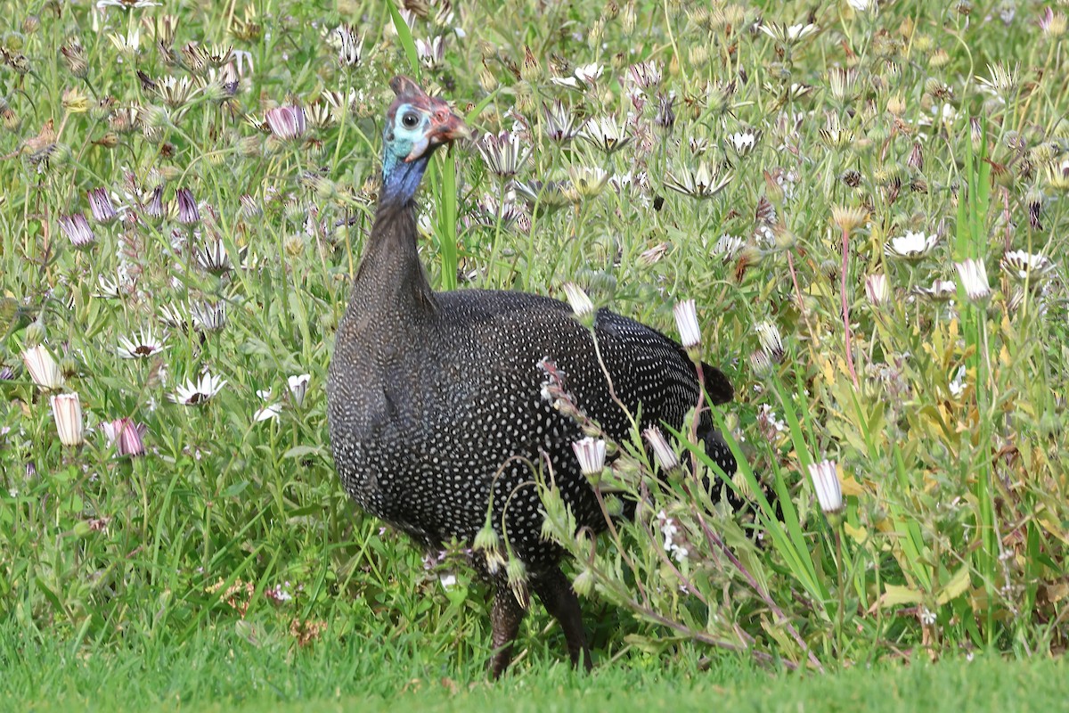 Helmeted Guineafowl - ML642121715