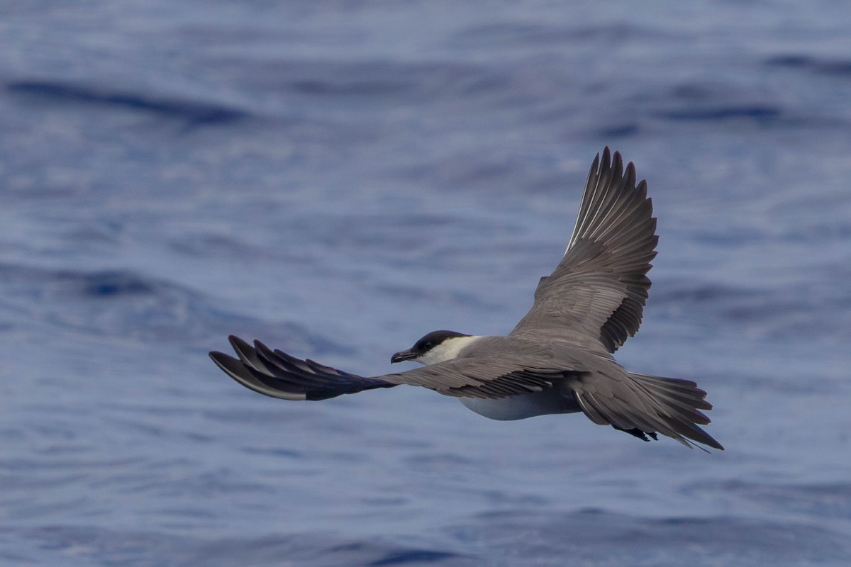 Long-tailed Jaeger - ML642121731