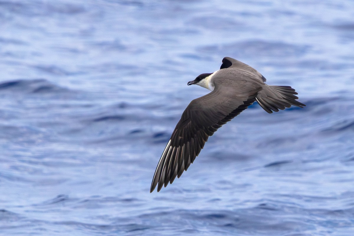 Long-tailed Jaeger - ML642121732
