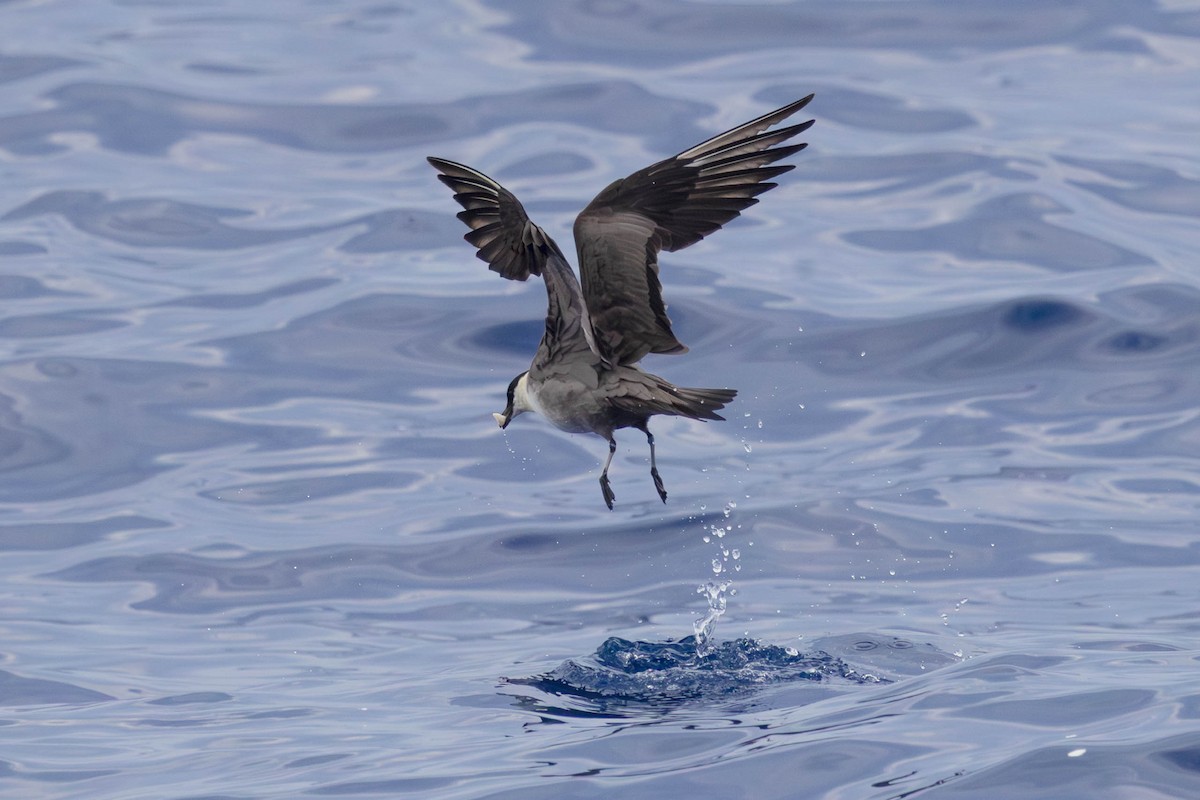 Long-tailed Jaeger - ML642121733