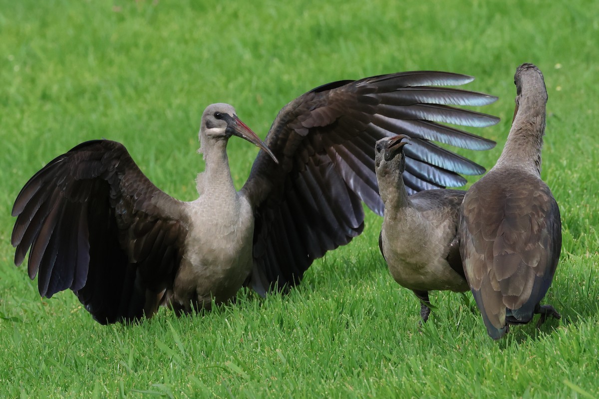 Hadada Ibis - ML642121735