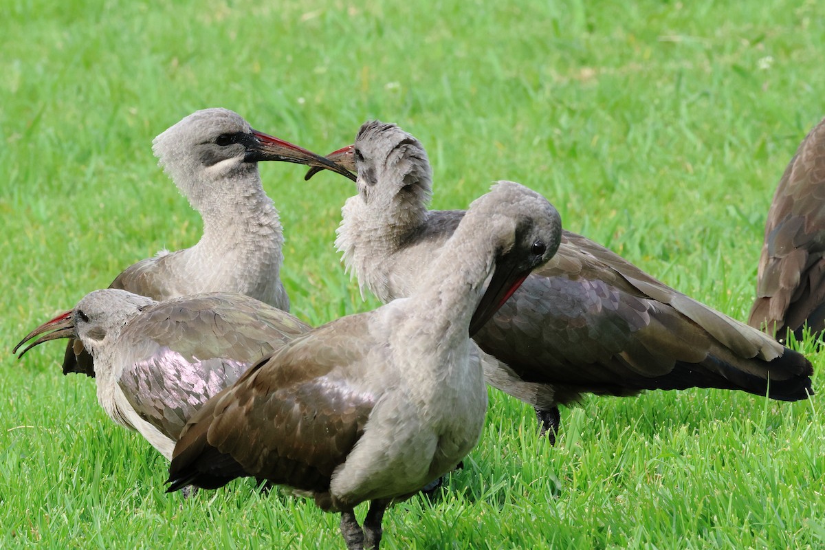 Hadada Ibis - ML642121737