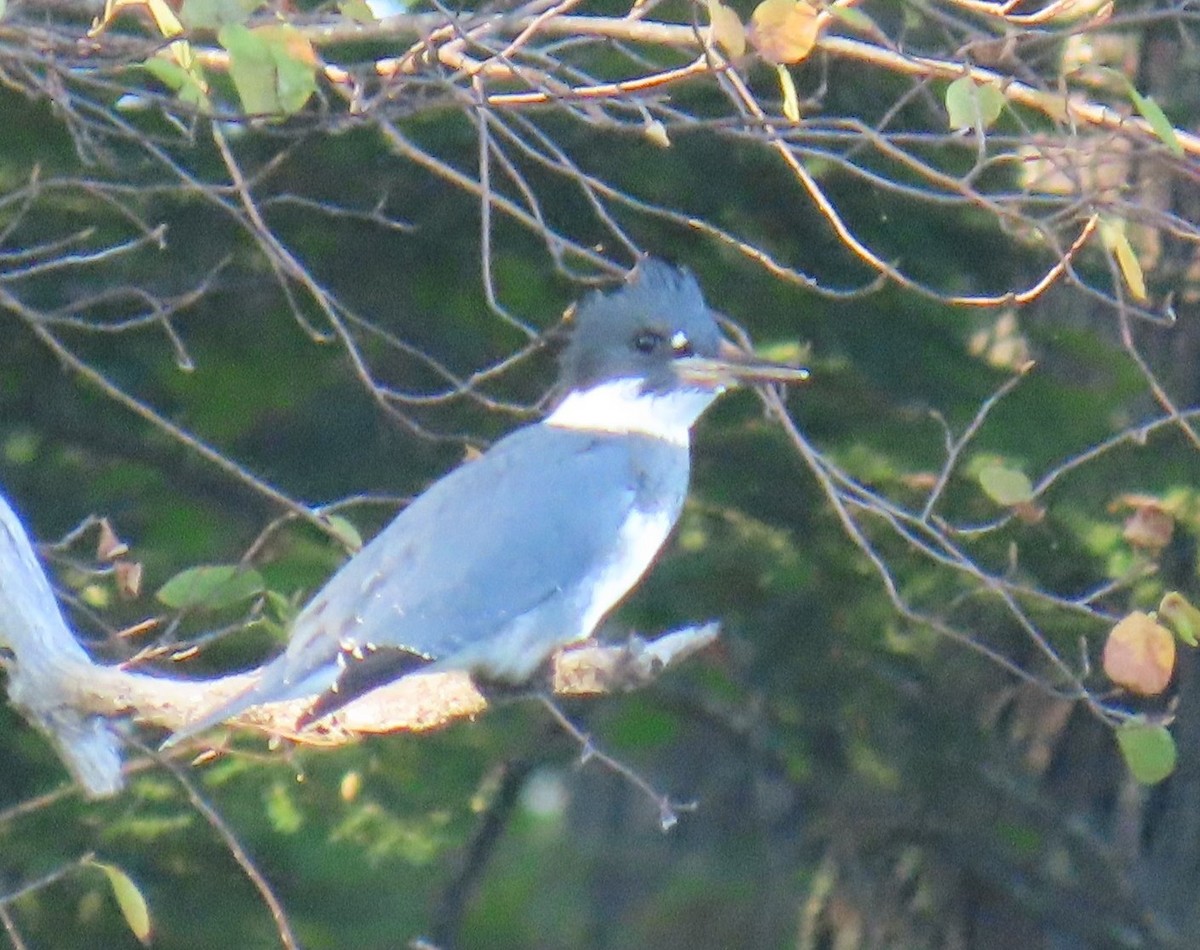 Belted Kingfisher - ML642121738