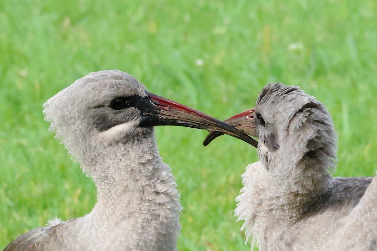 Hadada Ibis - ML642121740