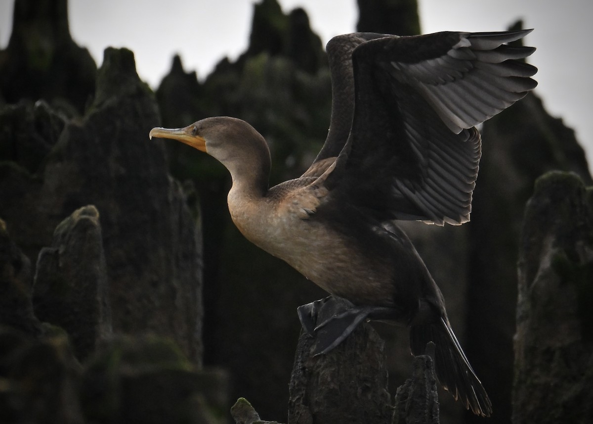 Double-crested Cormorant - ML642121741
