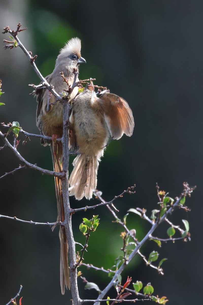 Speckled Mousebird - ML642121747