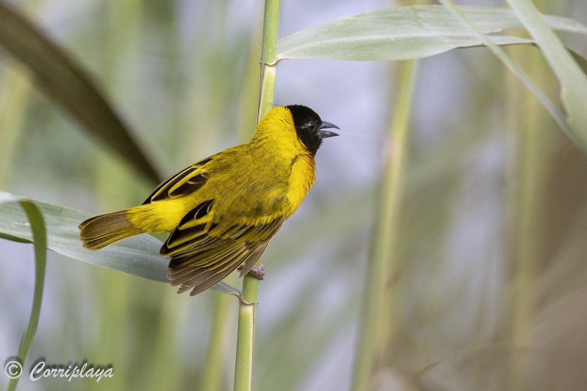 Black-headed Weaver - ML642121748