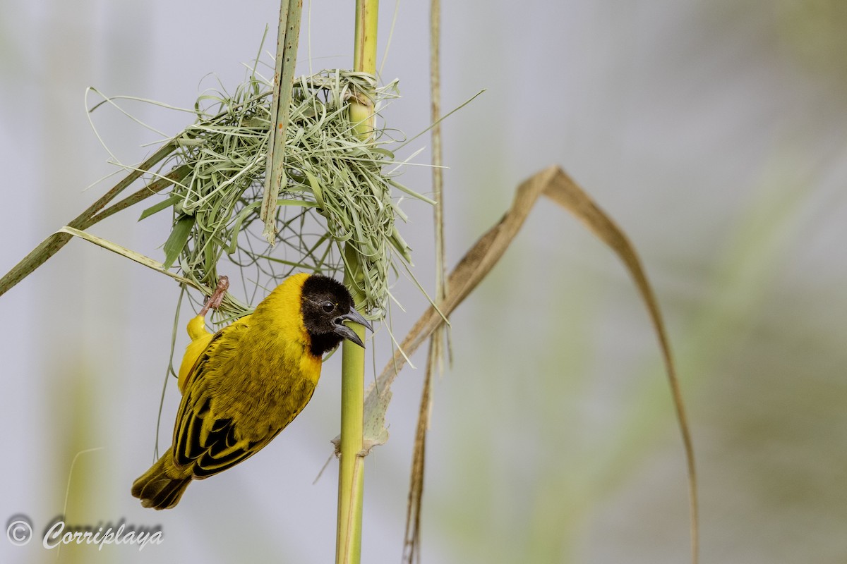 Black-headed Weaver - ML642121749
