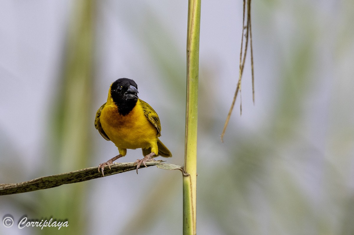 Black-headed Weaver - ML642121750
