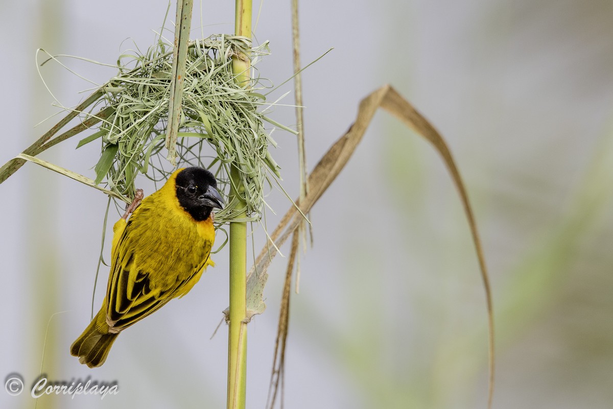 Black-headed Weaver - ML642121751